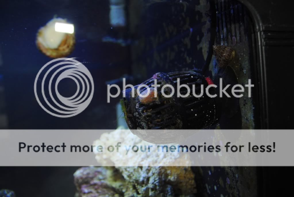 Egg Sack? Reef Central Online Community